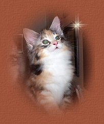 Shubacoon kitten - patch w/white girl
