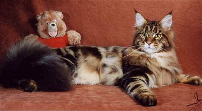 GC, NW McKittycreek's T. Ruxpin of Shubacoons